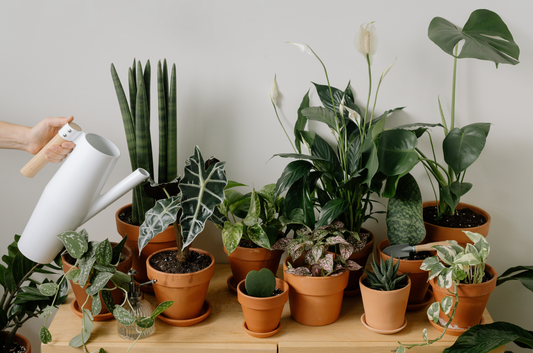 The Health Benefits of Plants 🌱