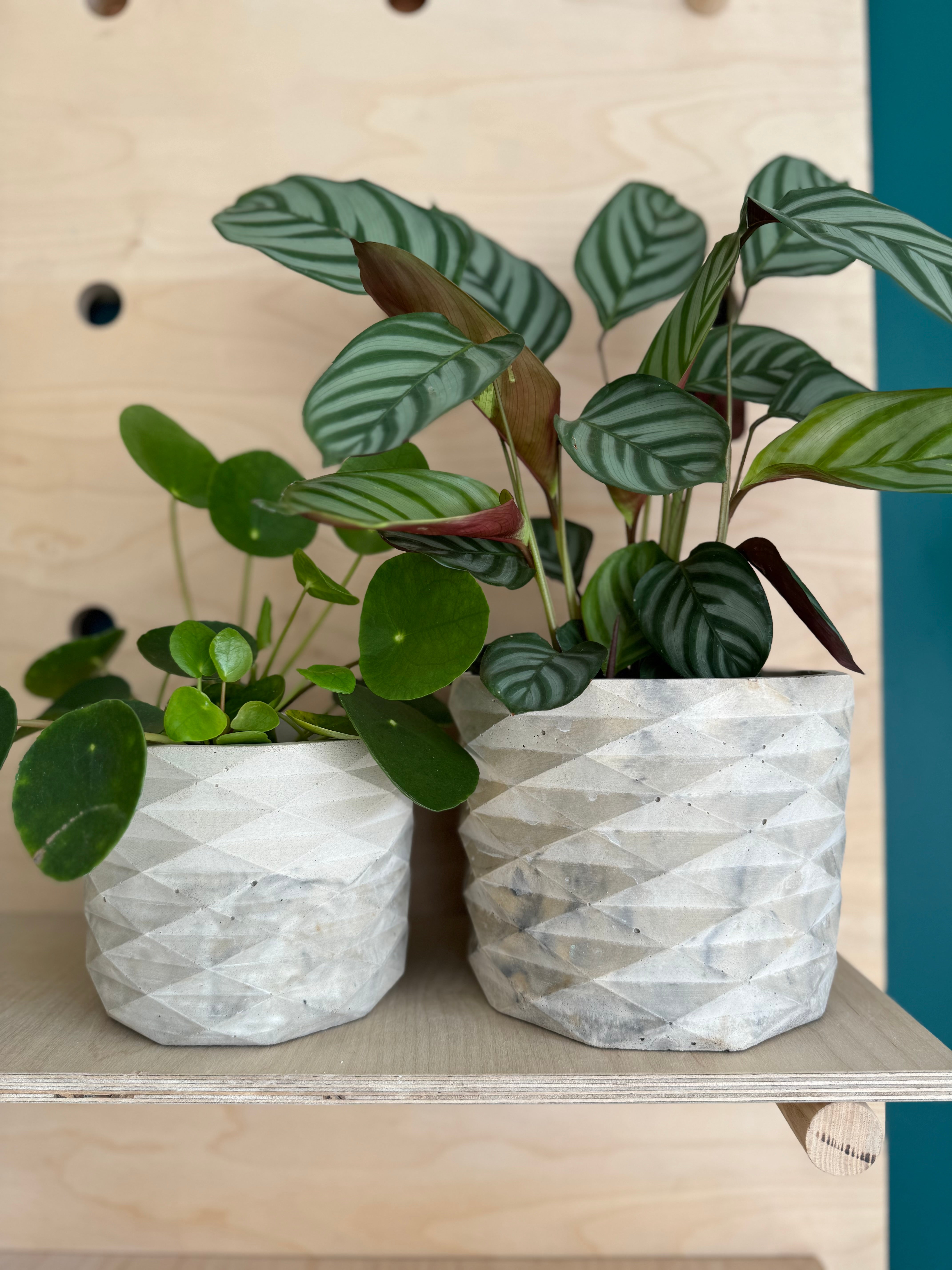 geometric indoor plant pots The Geometric Pot – Concrete & Cacti