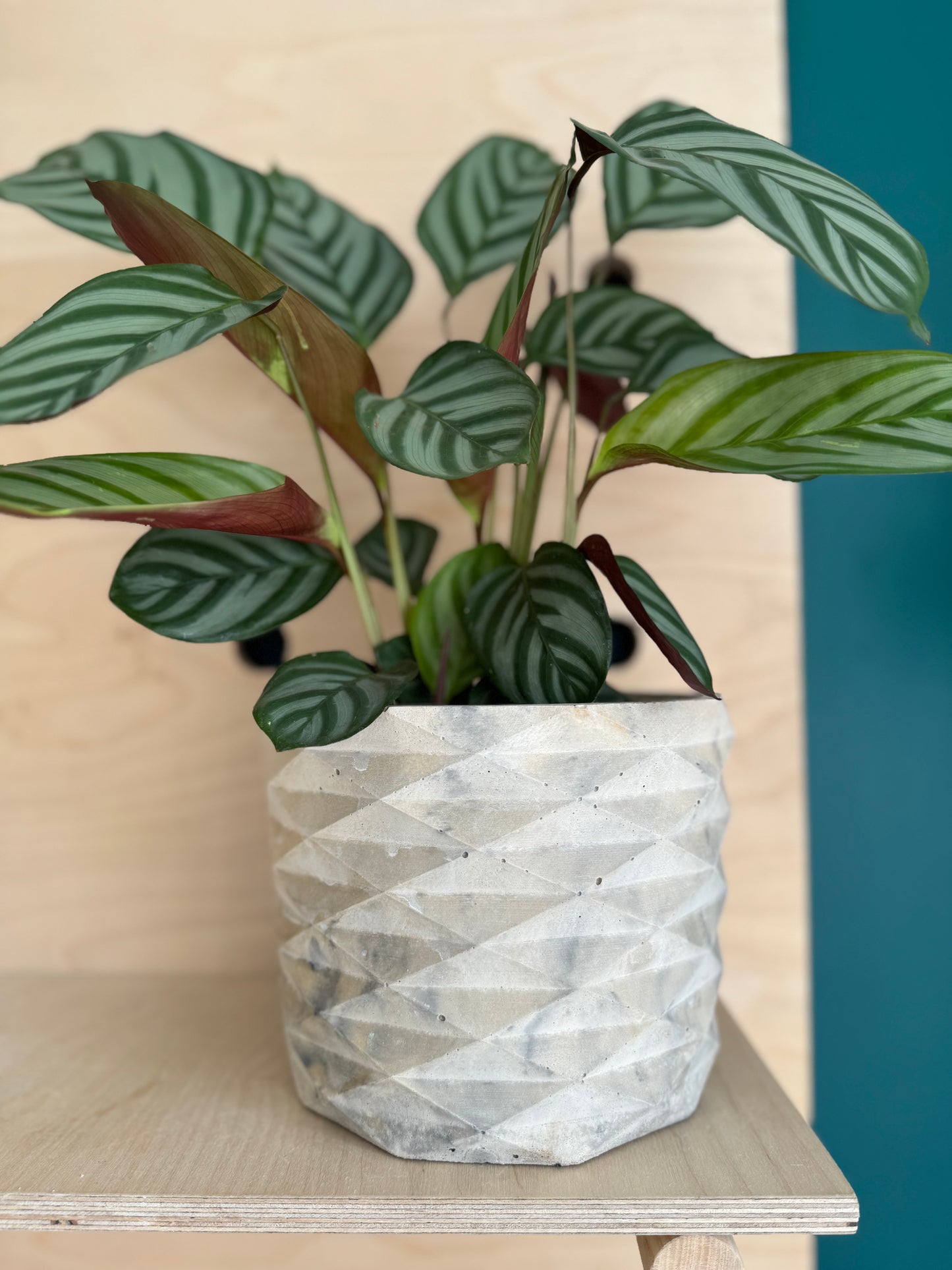 The Geometric Pot