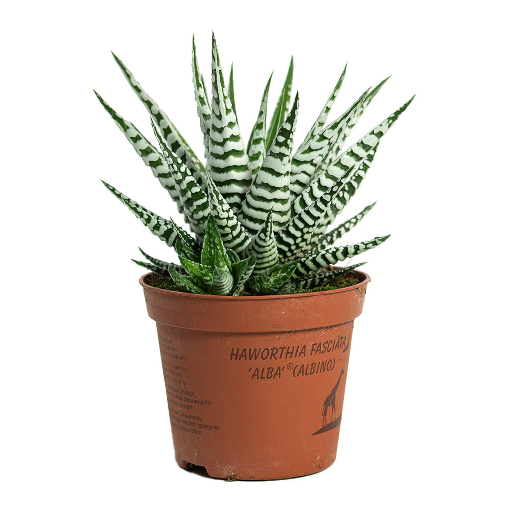 Haworthia Fasciala Alba