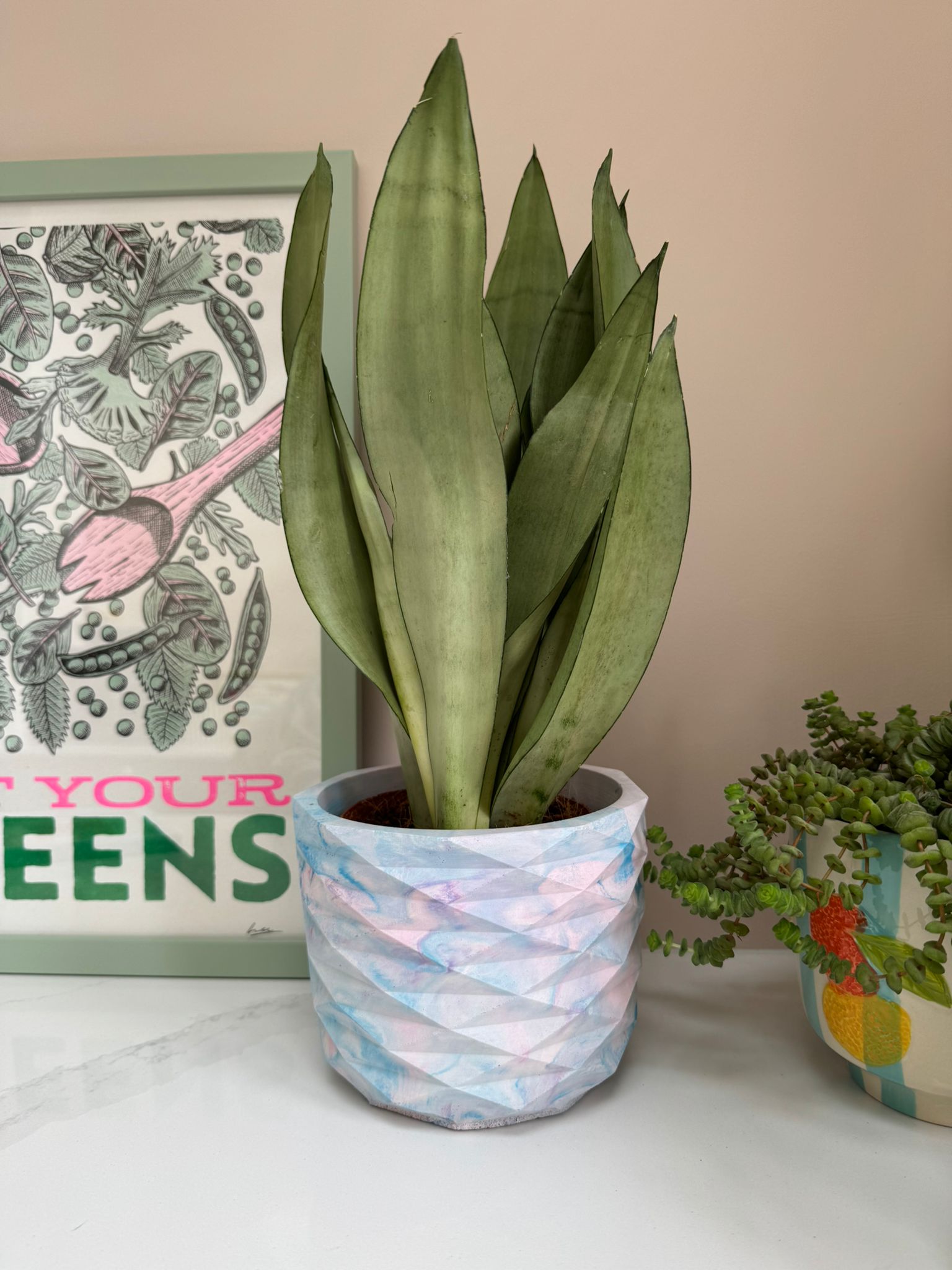 buy sansevieria moonshine Sansevieria 'Moonshine' – Concrete & Cacti