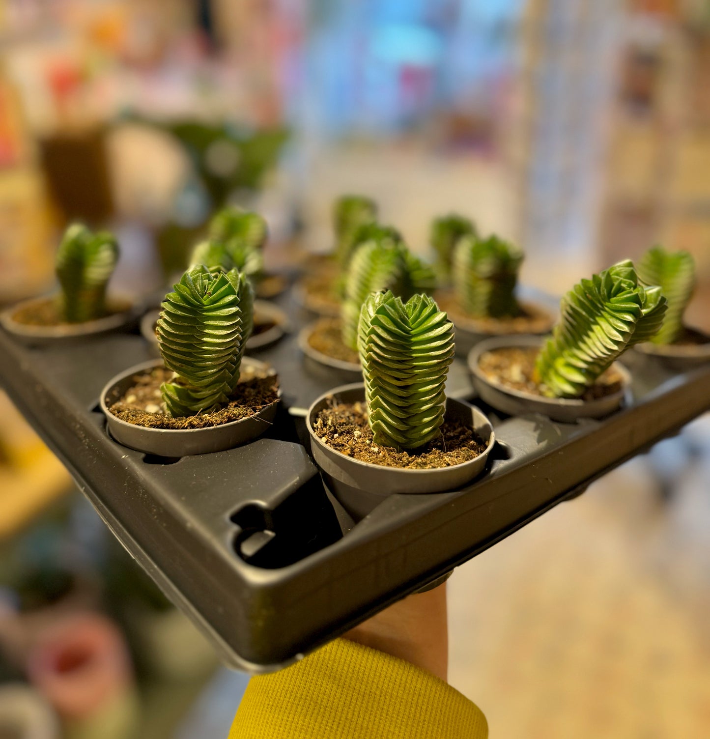Crassula Buddha's Temple