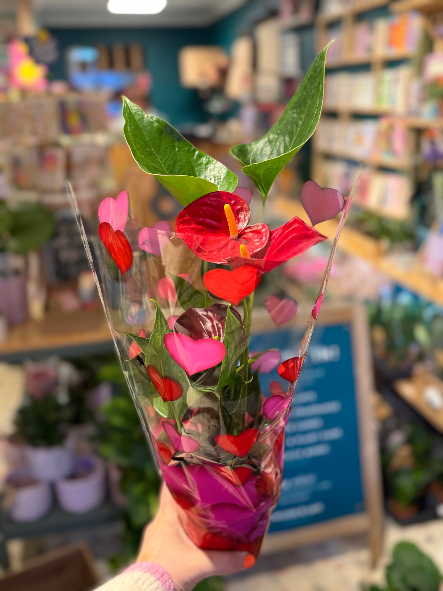 Valentine's Anthurium