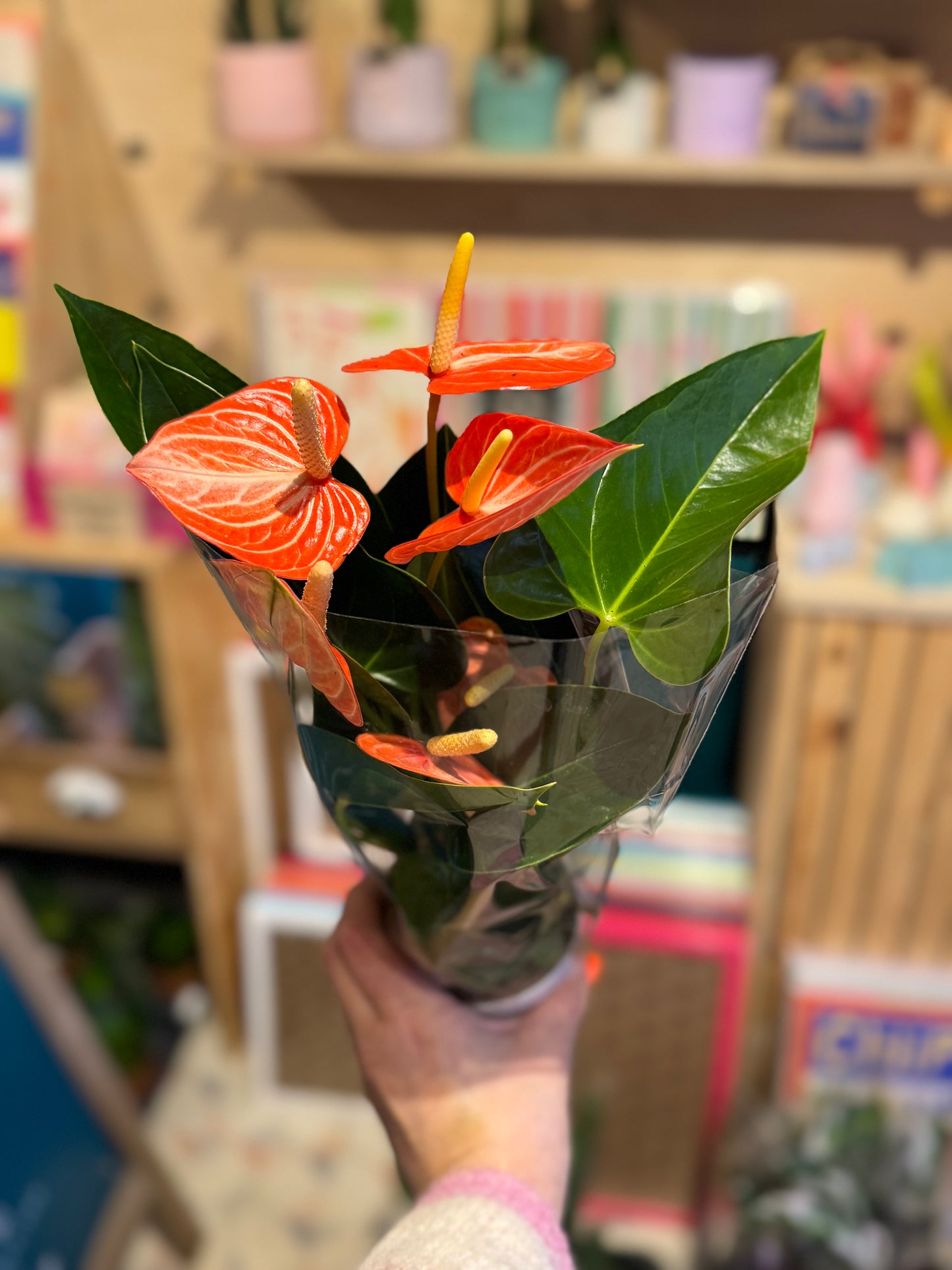 Baby Valentine's Anthurium