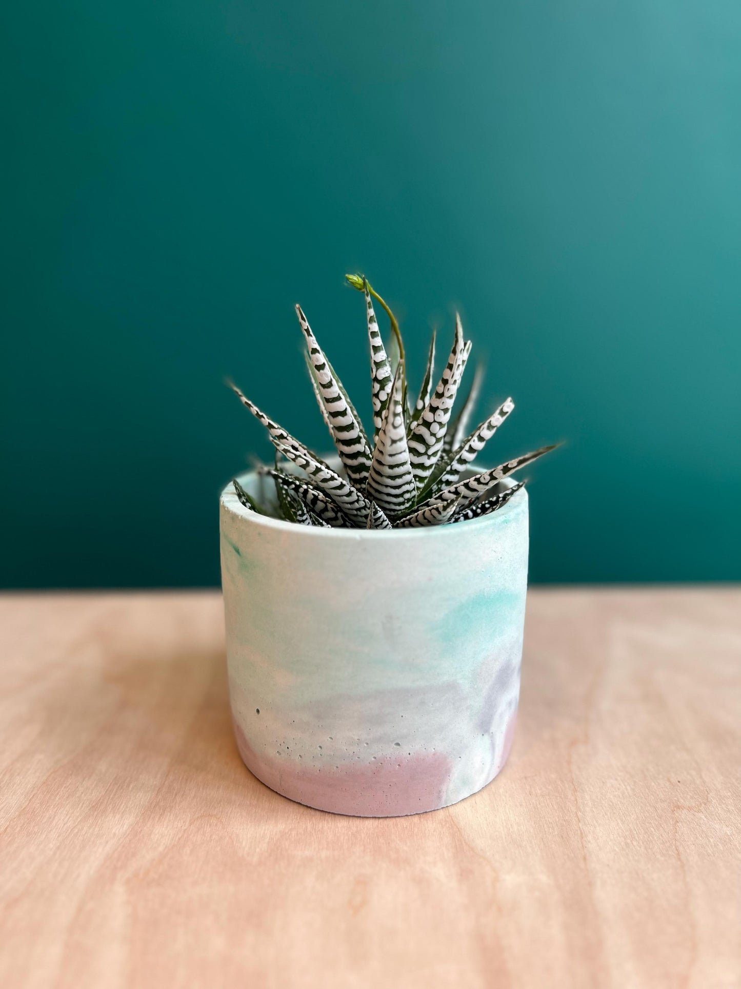 Haworthia Fasciala Alba