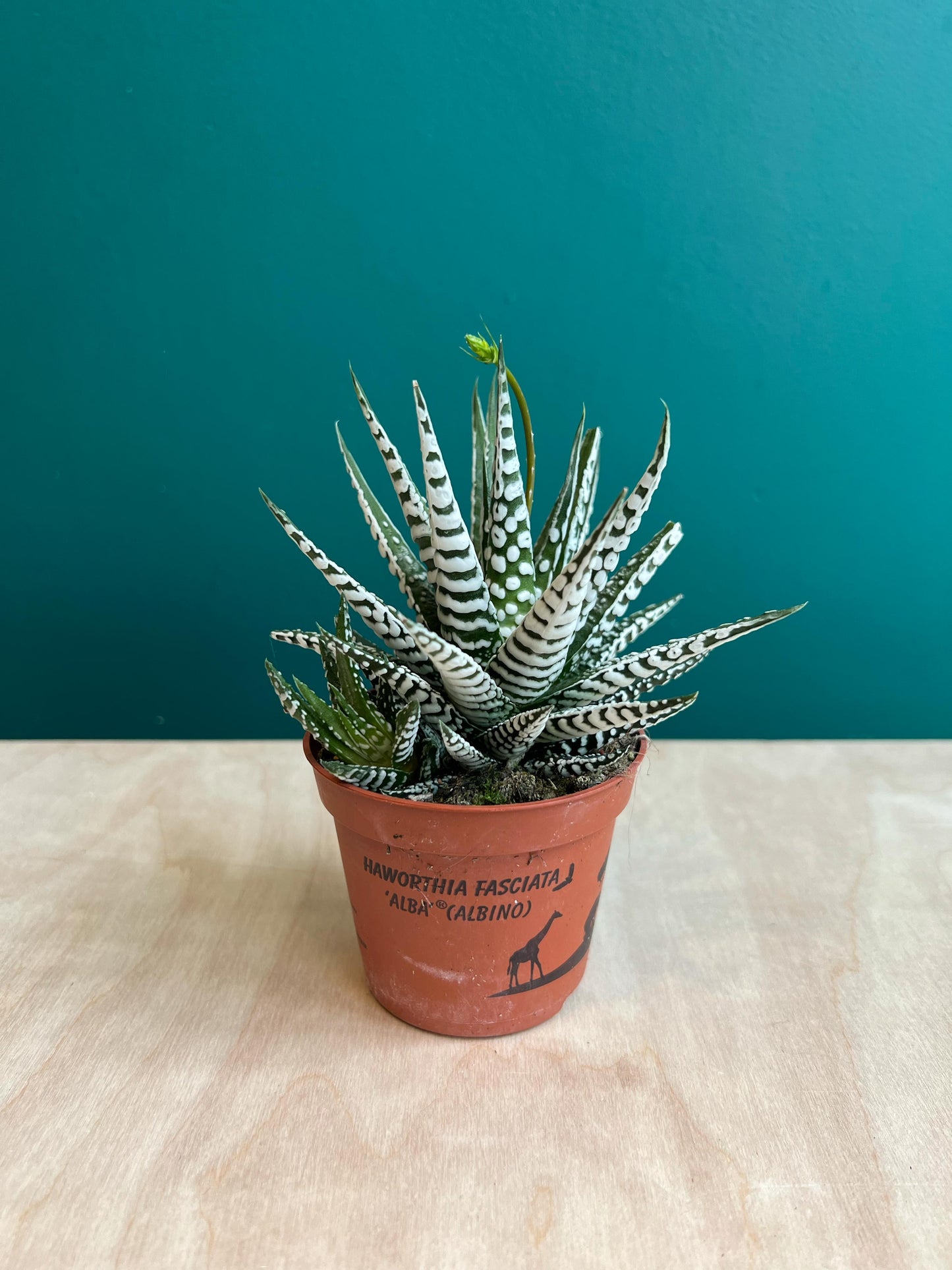 Haworthia Fasciala Alba
