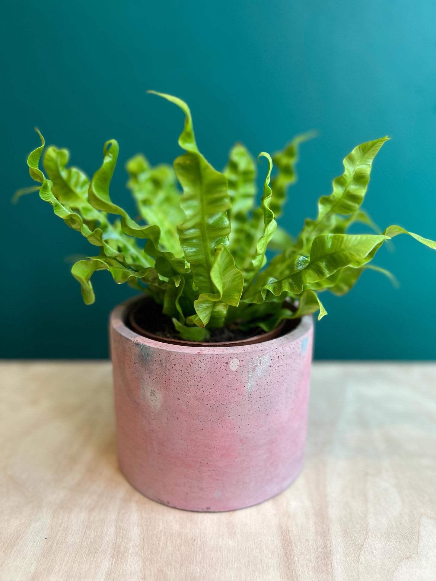 Asplenium Crispy Wave - Bird's Nest Fern