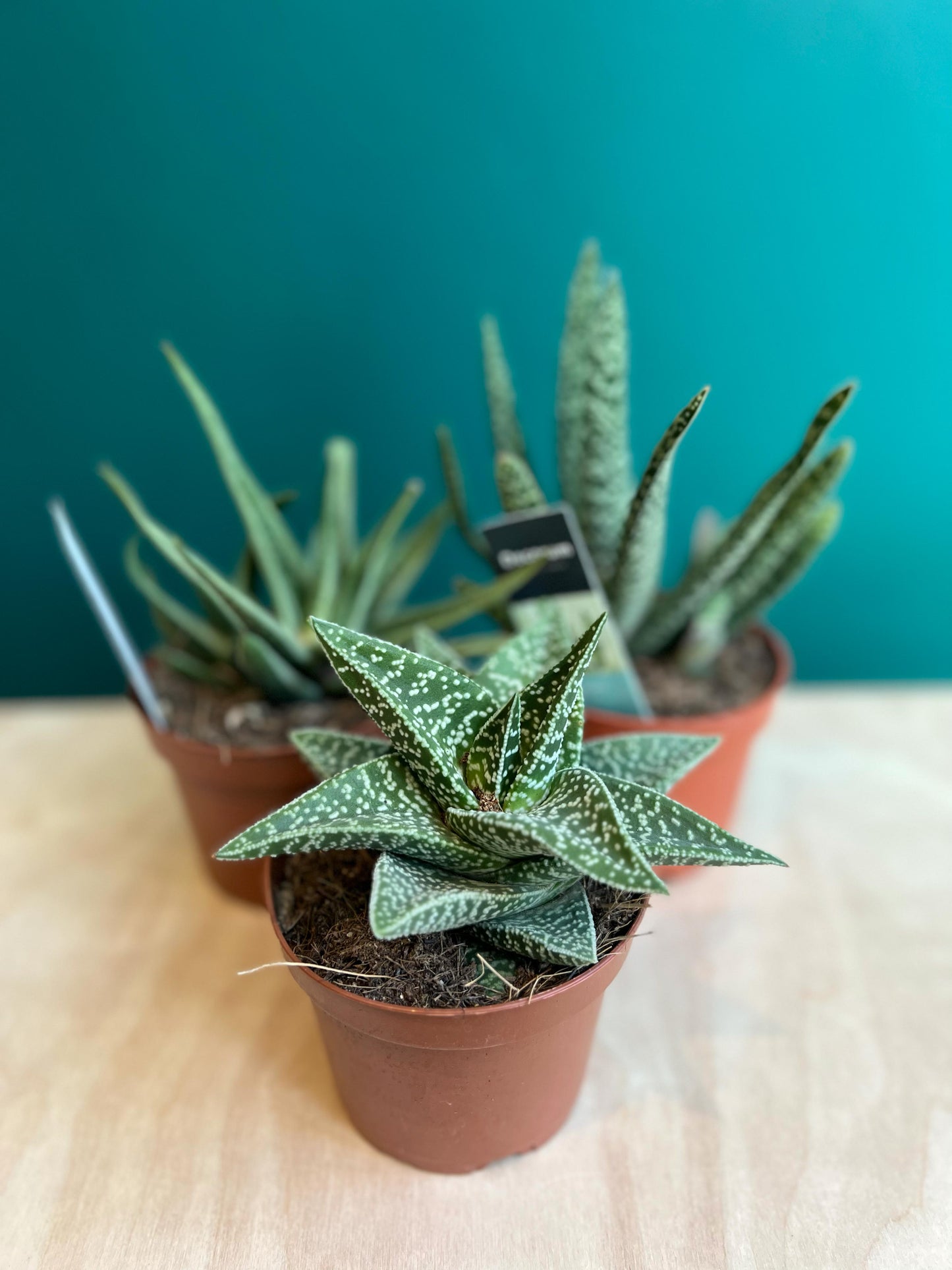 Gasteria Mix