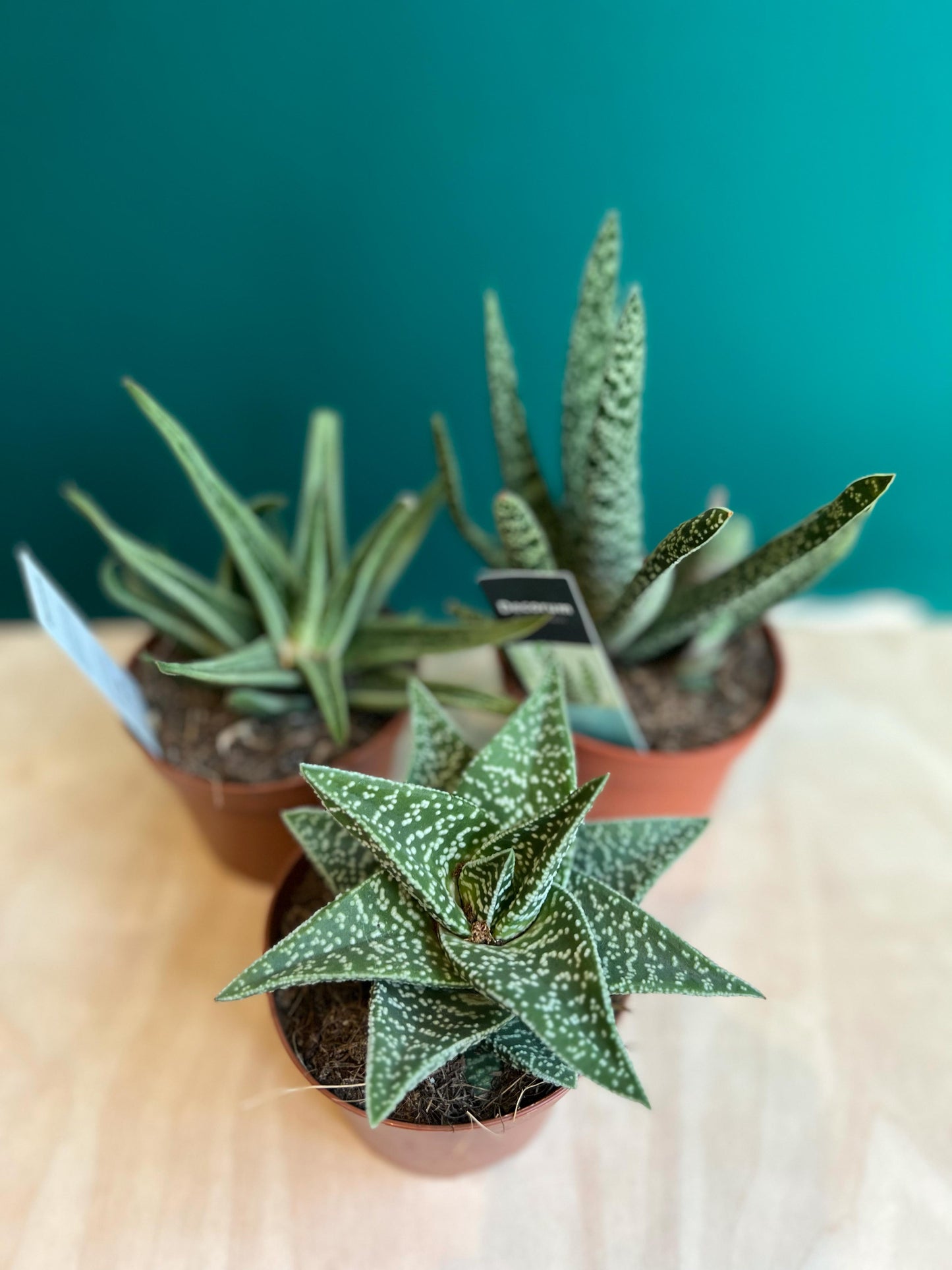 Gasteria Mix