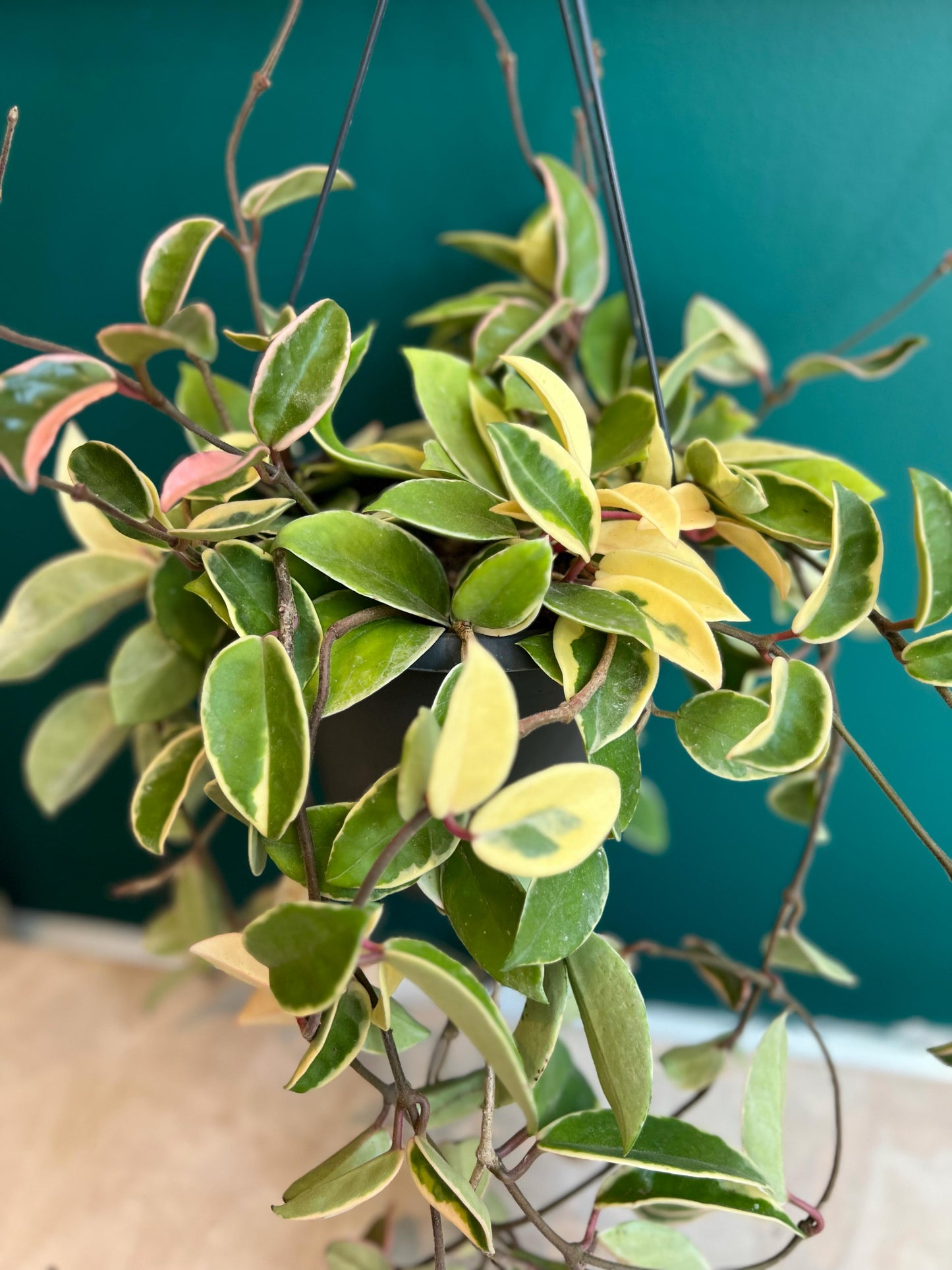 Hoya Carnosa ‘Krimson Queen’