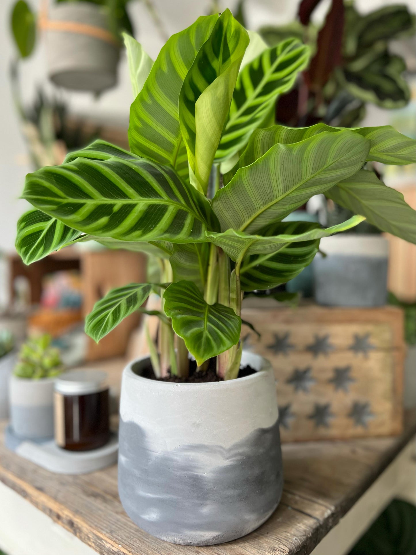 Mixed Calathea