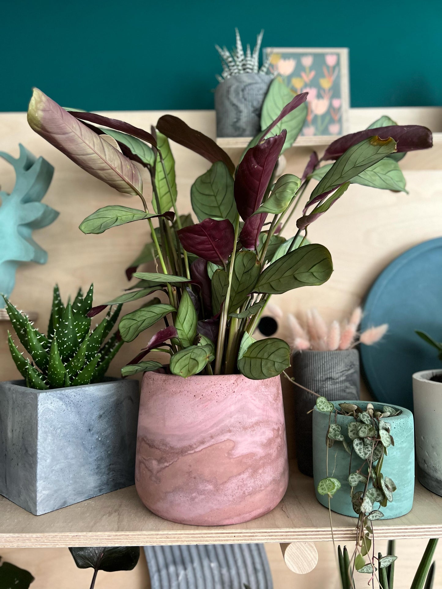 Mixed Calathea