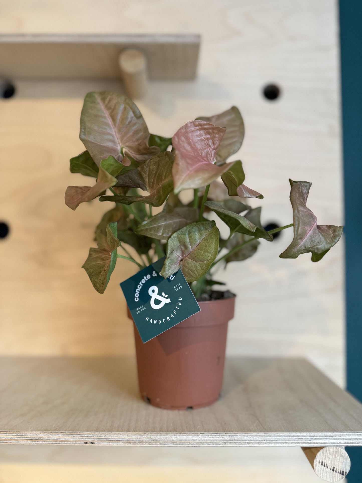 Pink Arrowhead Vine - Syngonium