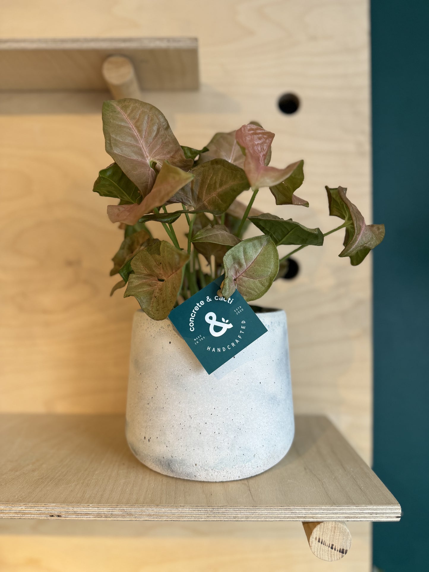 Pink Arrowhead Vine - Syngonium