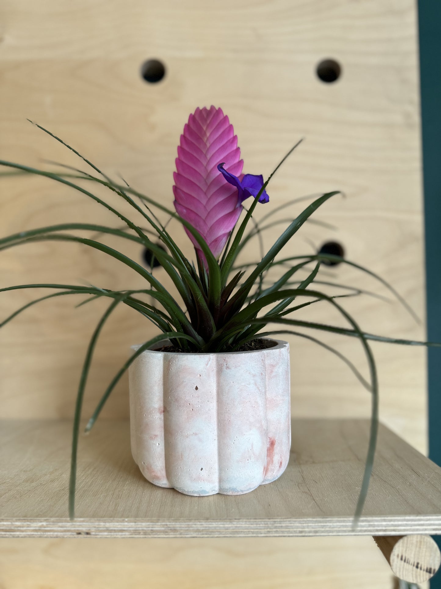 Pink Quill Plant - Tillandsia Cyanea