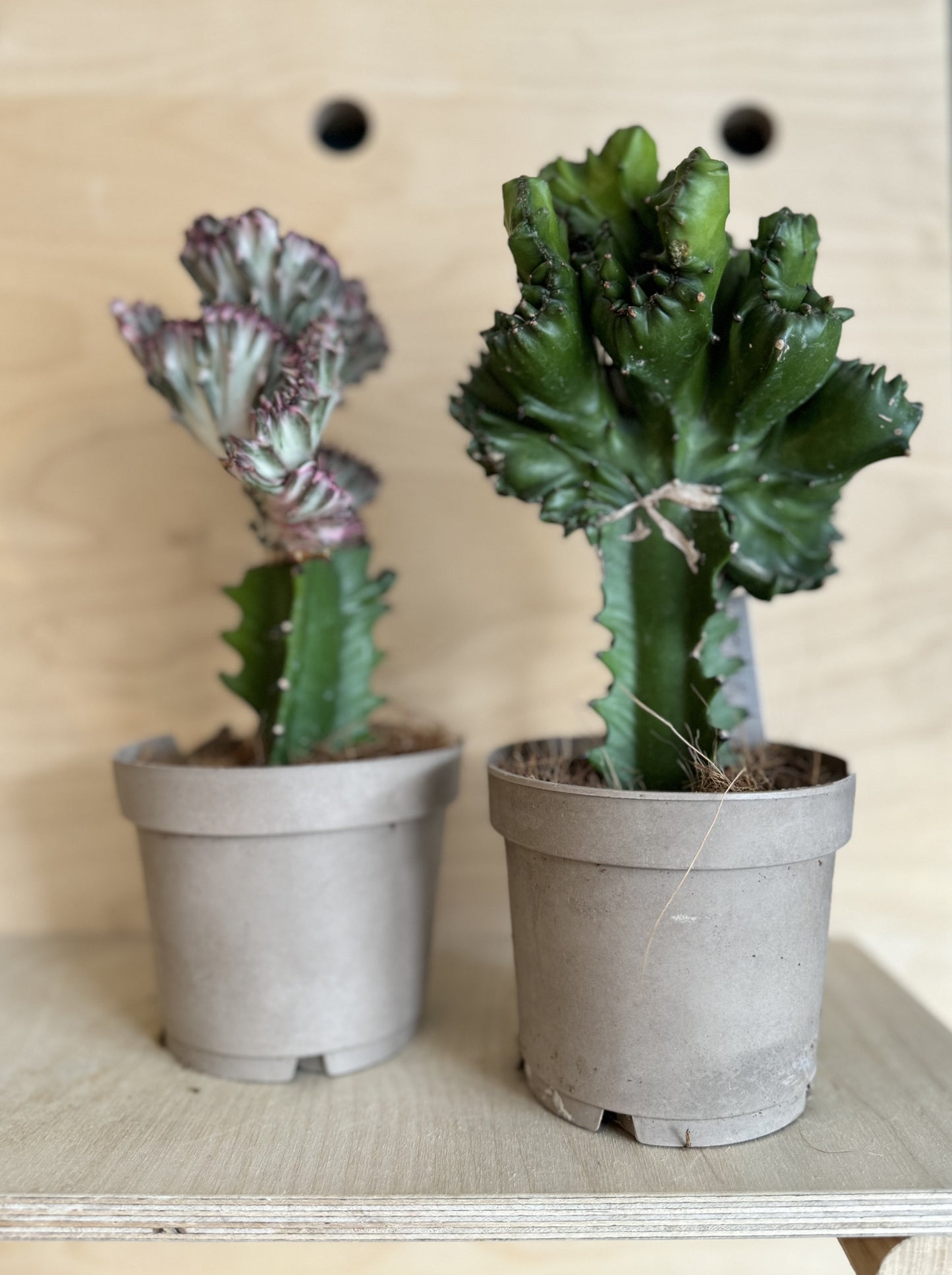 Coral Cactus - Euphorbia Lactea 'Cristata'