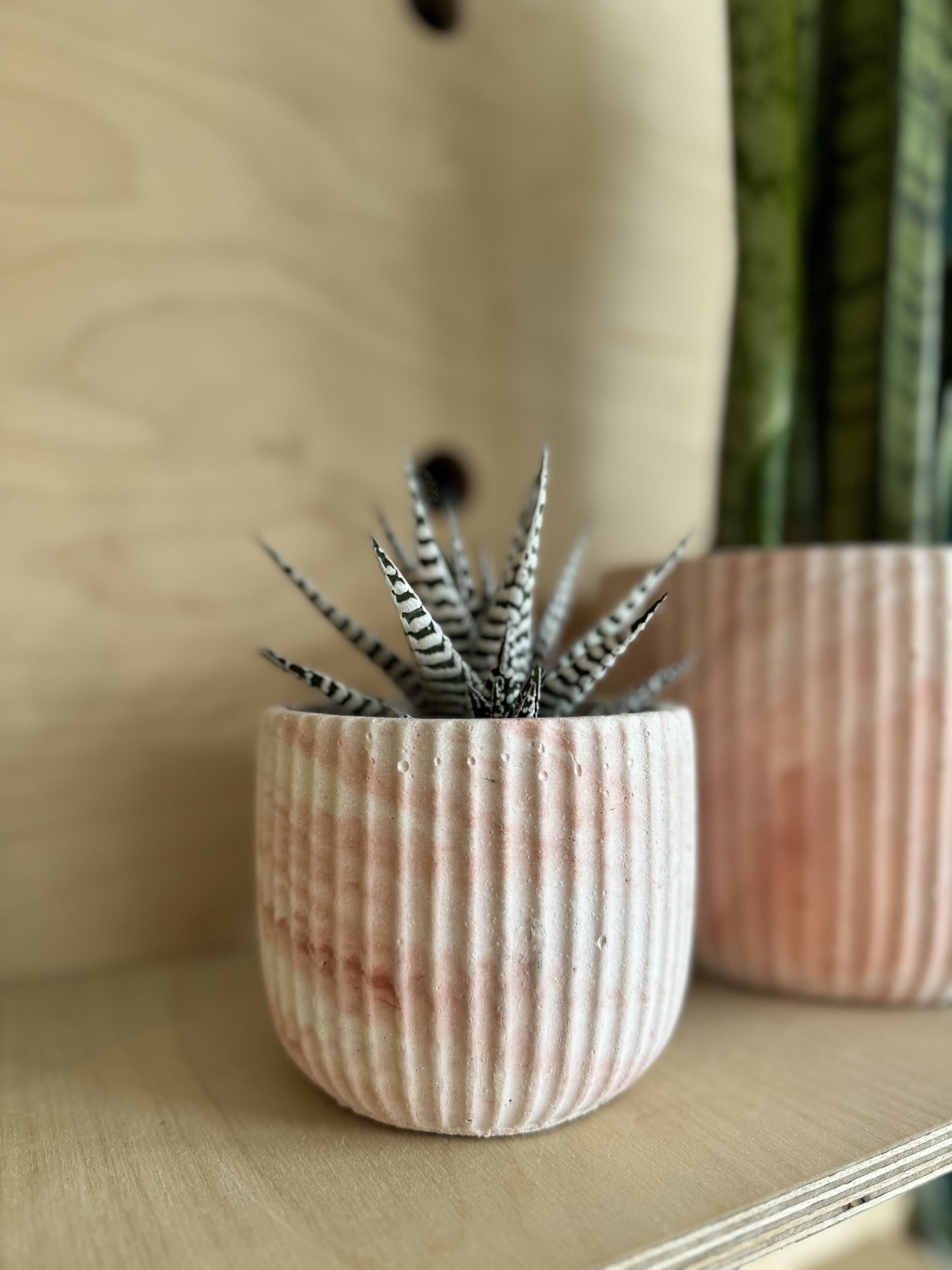 Haworthia Fasciala Alba