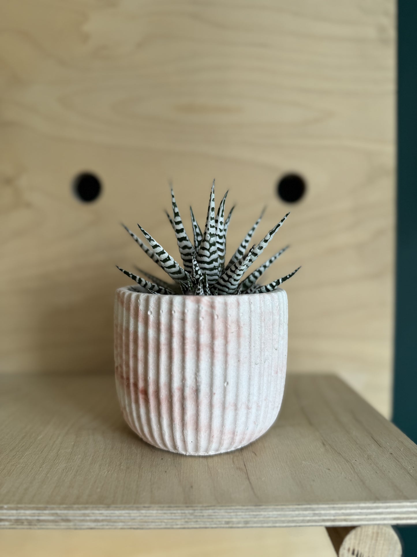 Haworthia Fasciala Alba