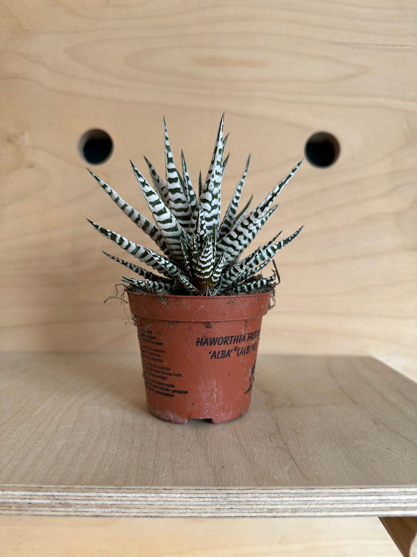 Haworthia Fasciala Alba