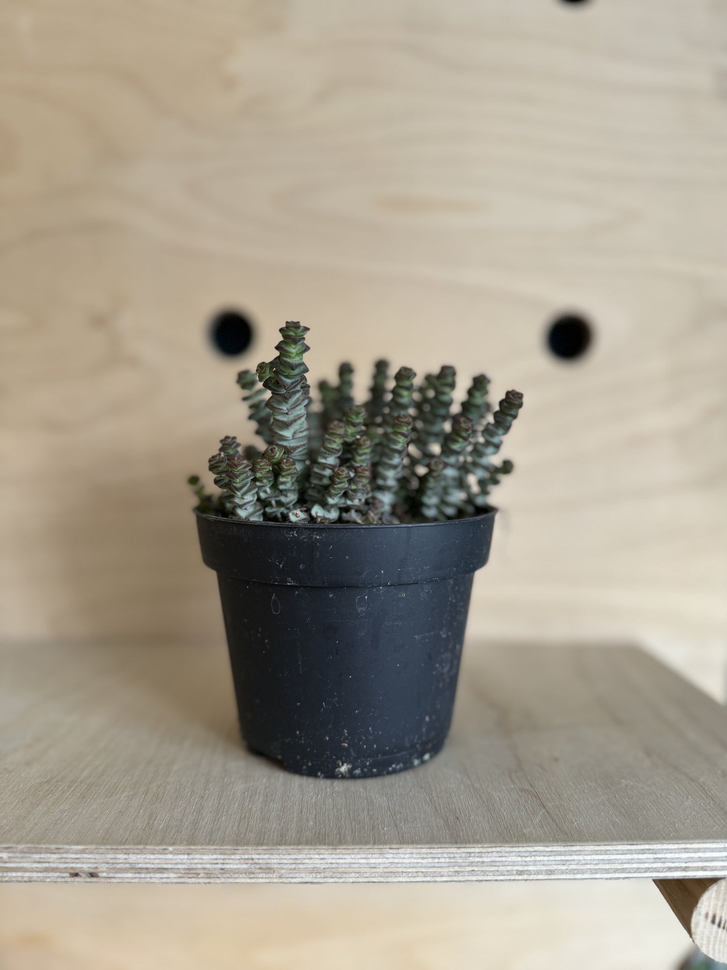 Crassula Marnieriana