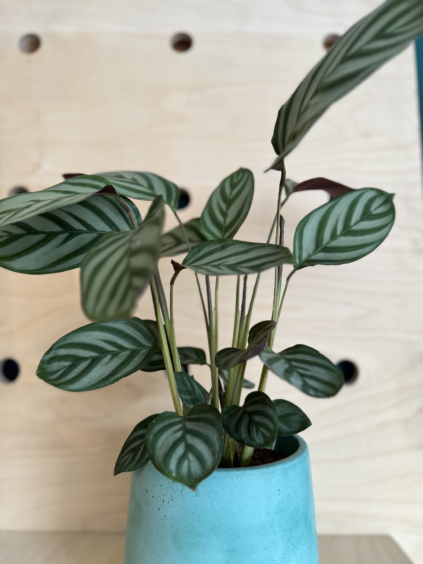 Ctenanthe Compact Star