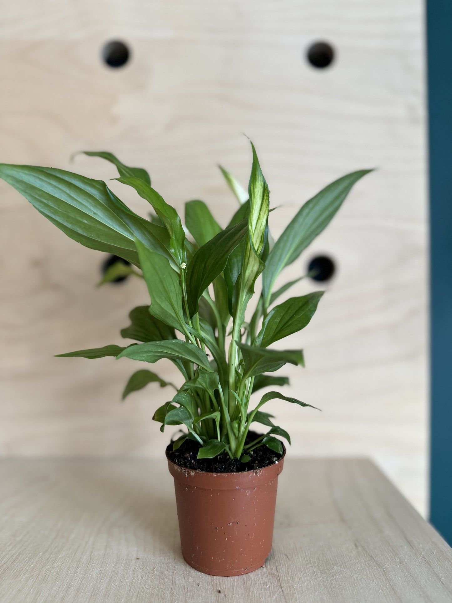 Mini Peace Lily