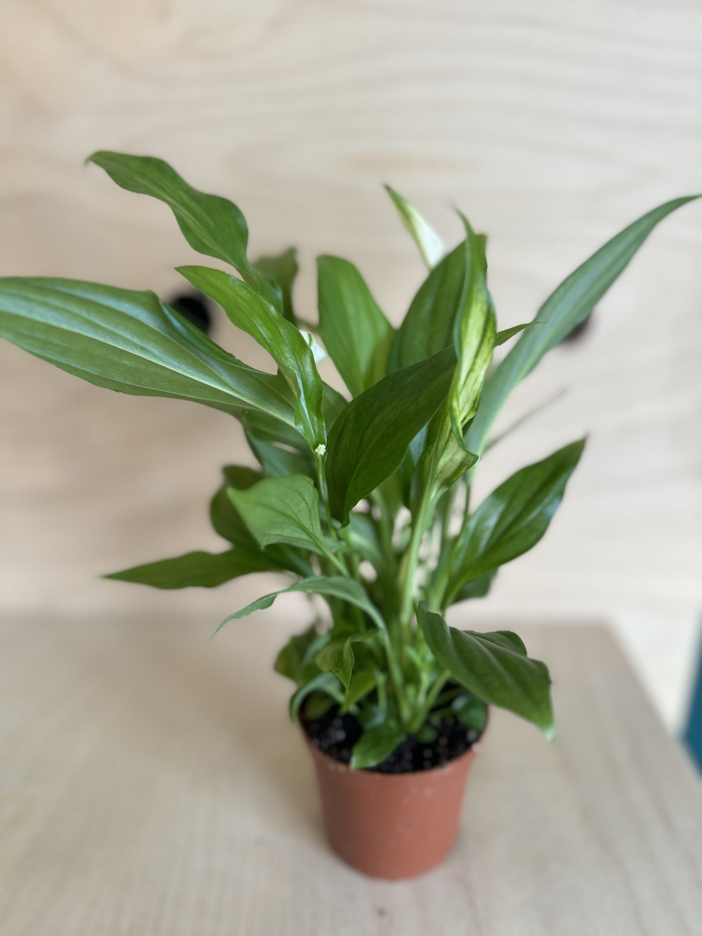 Mini Peace Lily