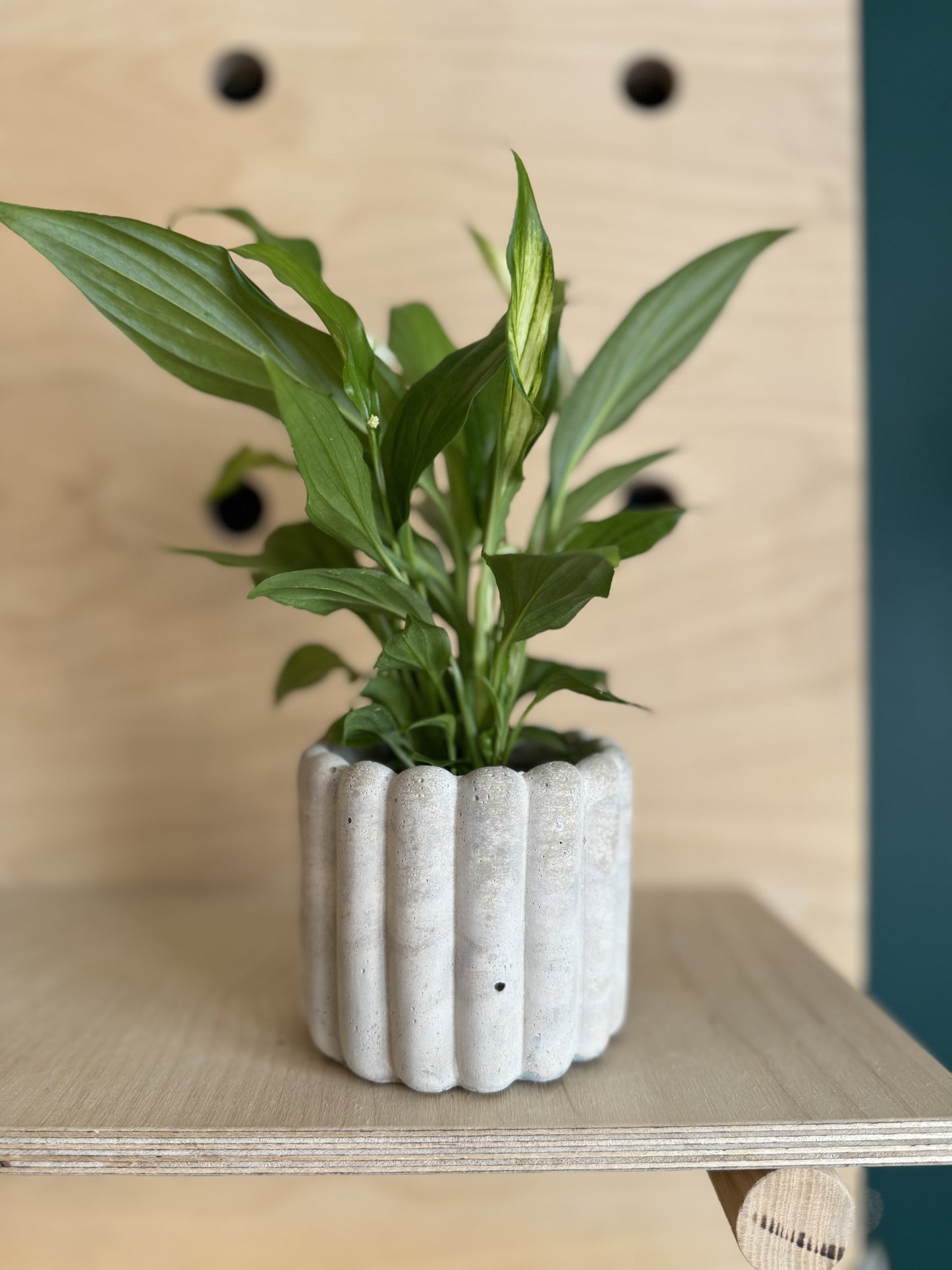 Mini Peace Lily