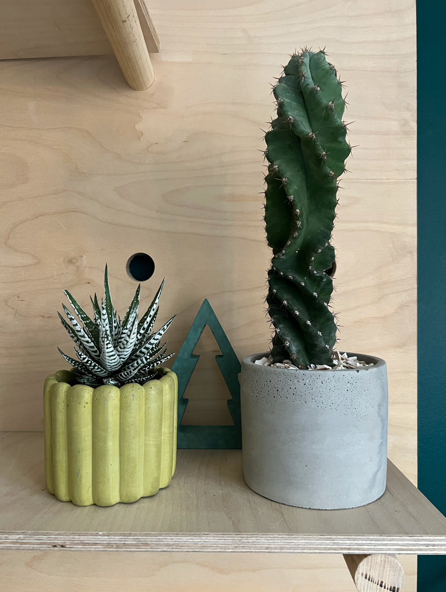 Spiral Cactus