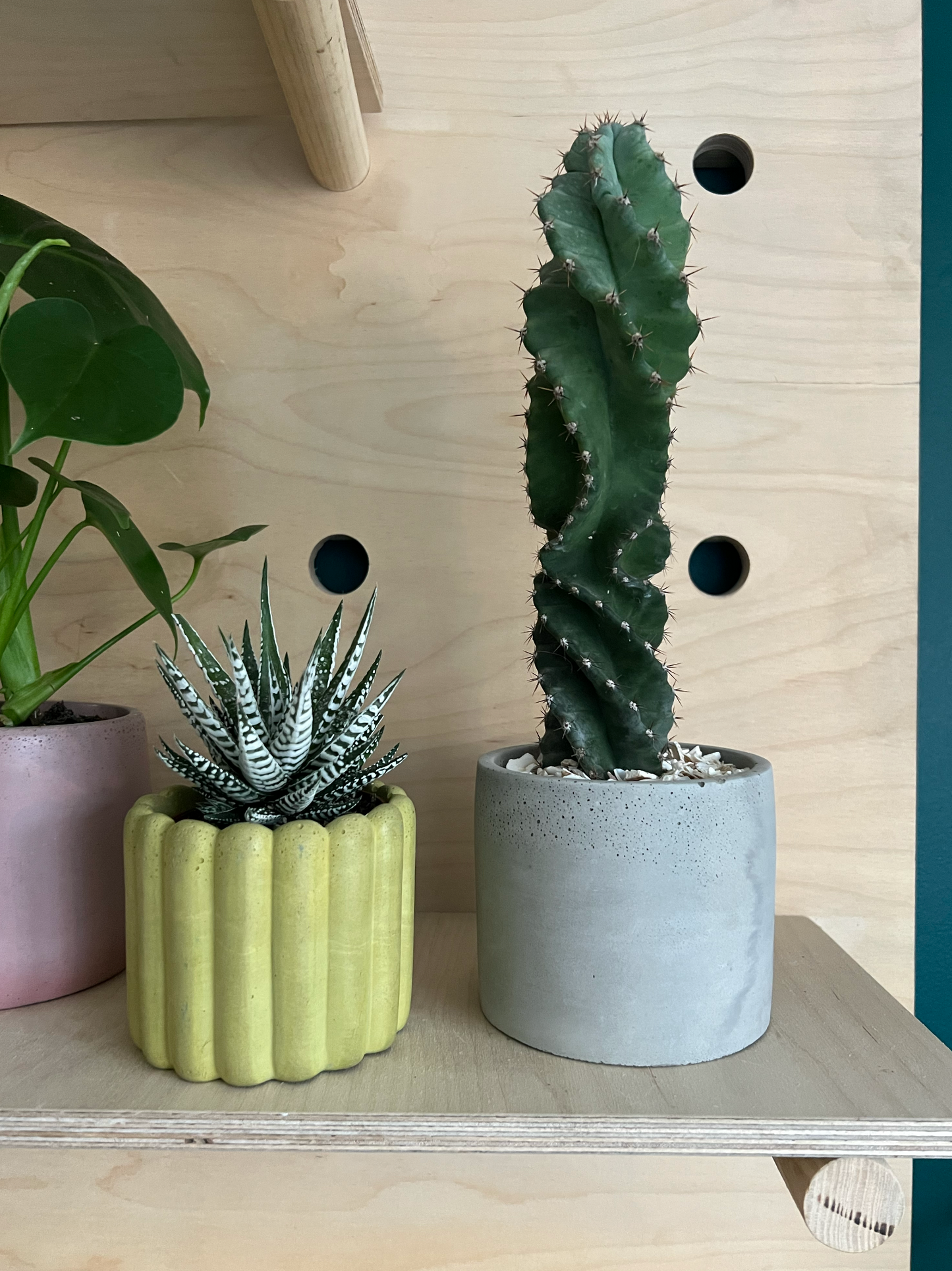 Spiral Cactus