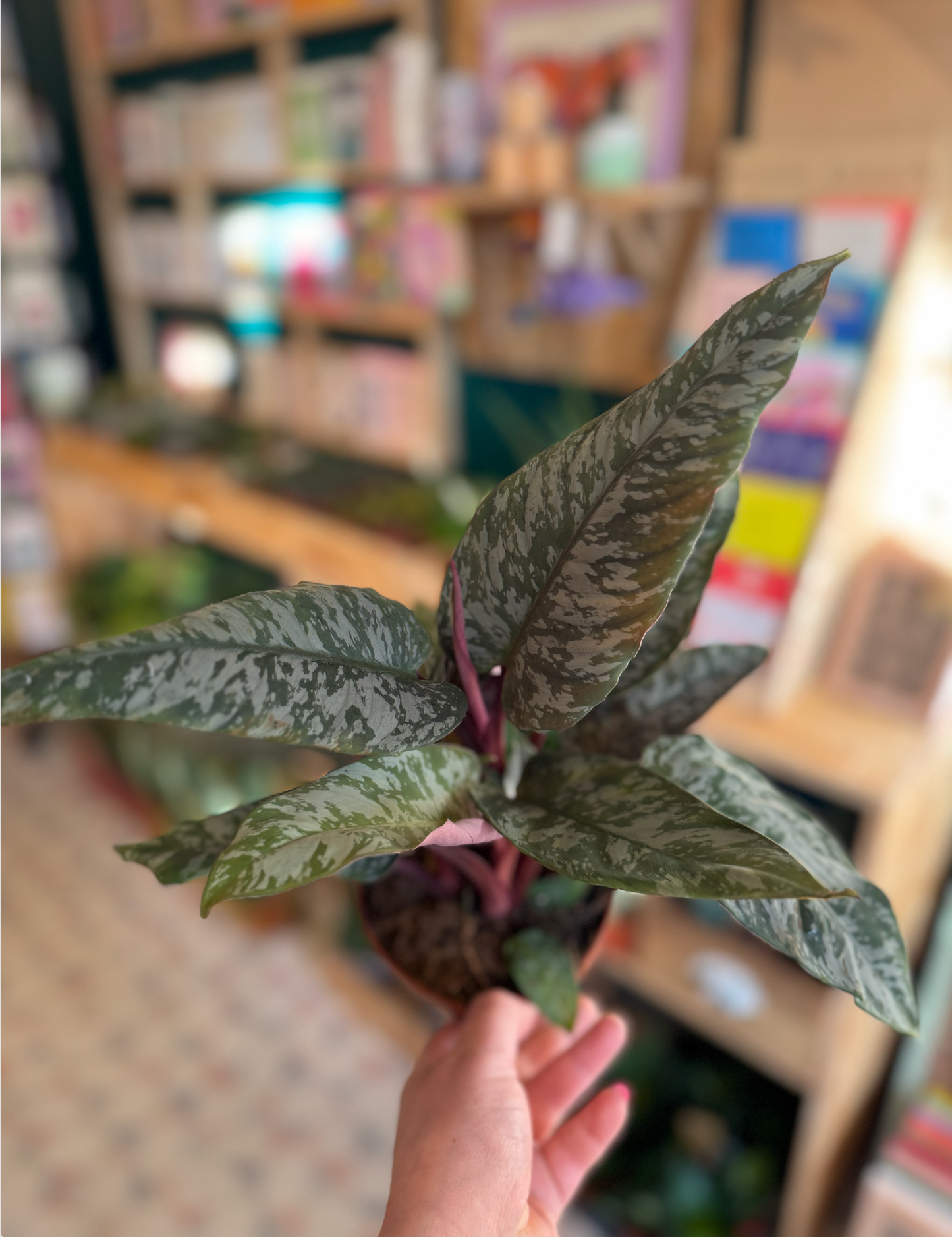 Red Sword Plant