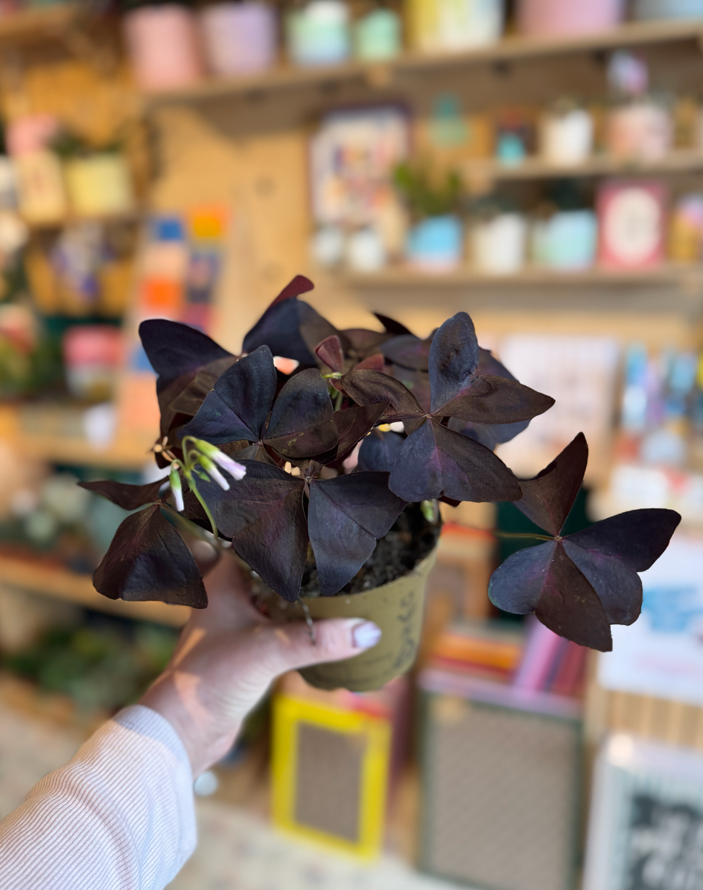 Oxalis Triangularis