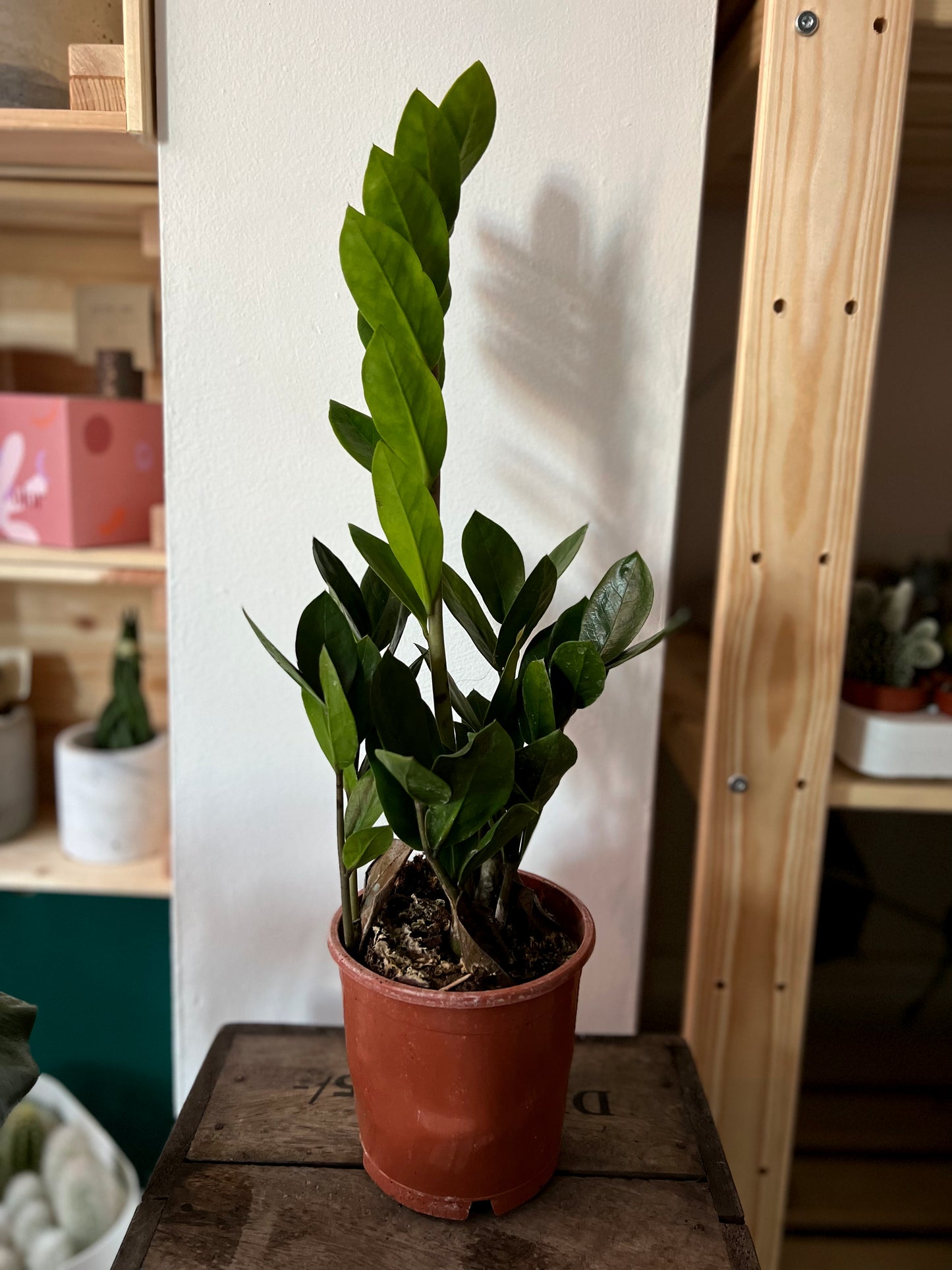 Zamioculcas Zamiifolia, ZZ Plant