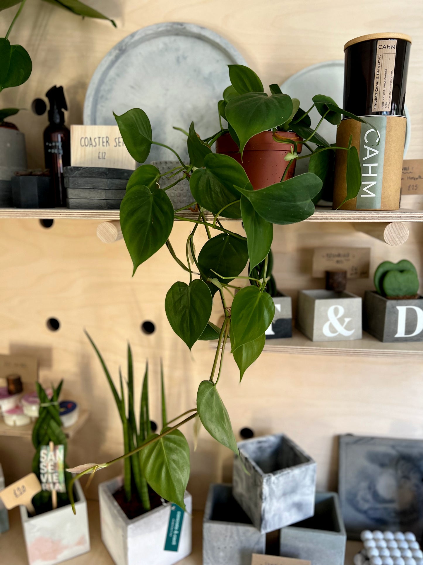 Philodendron Scandens