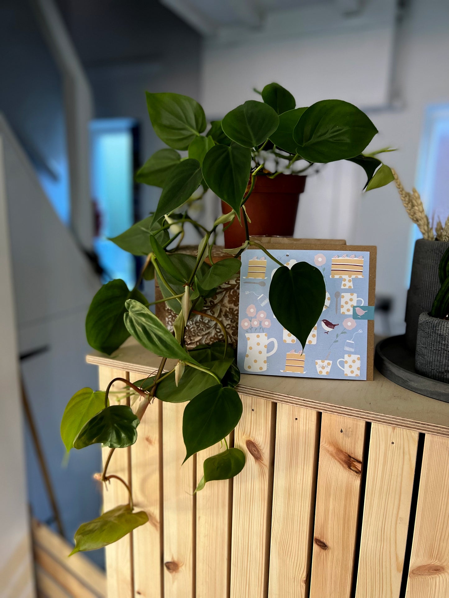 Philodendron Scandens