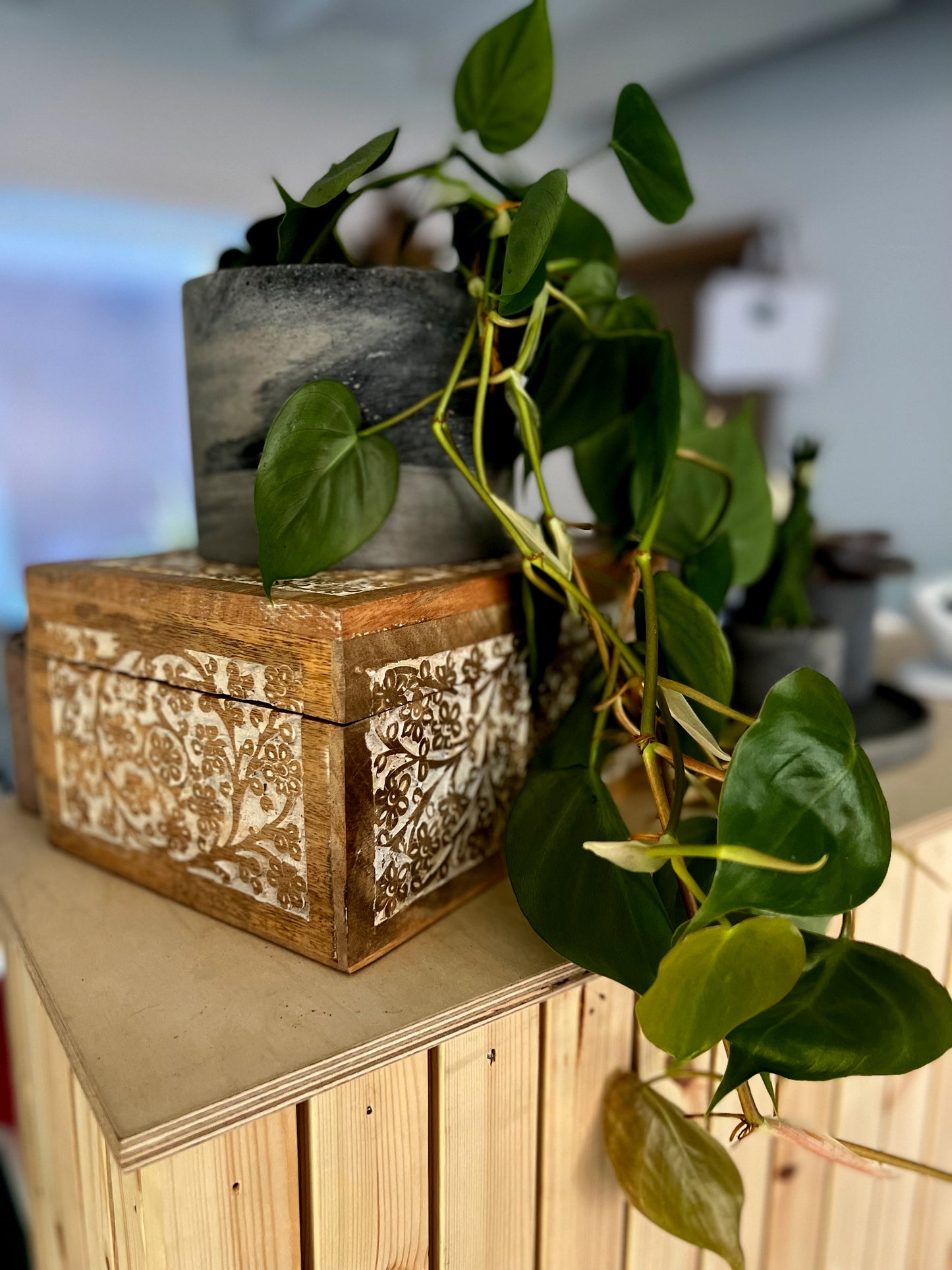 Philodendron Scandens