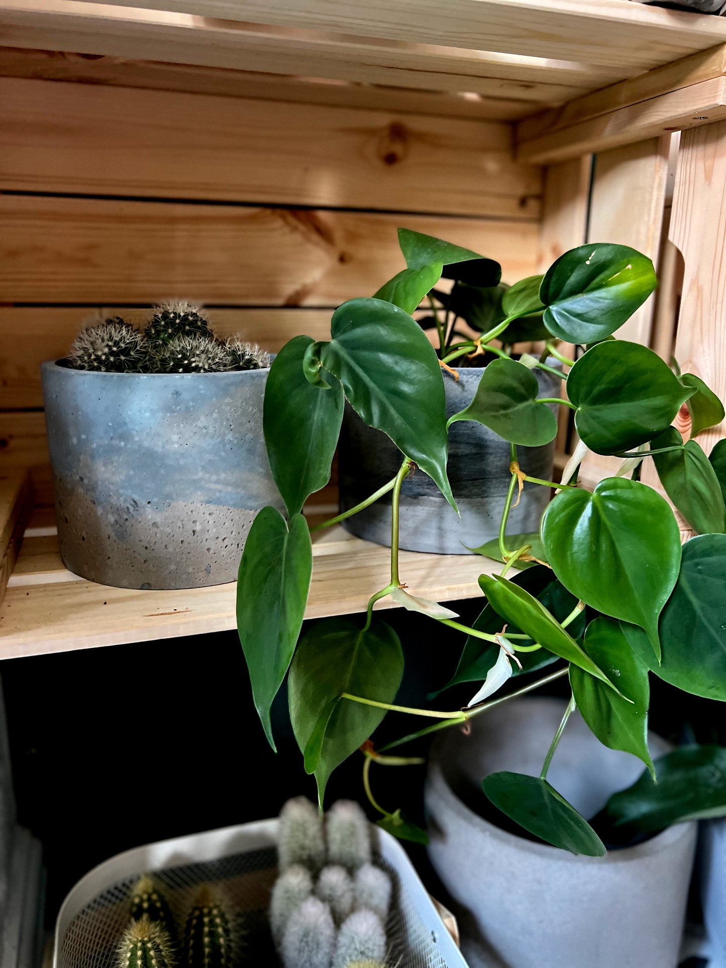 Philodendron Scandens