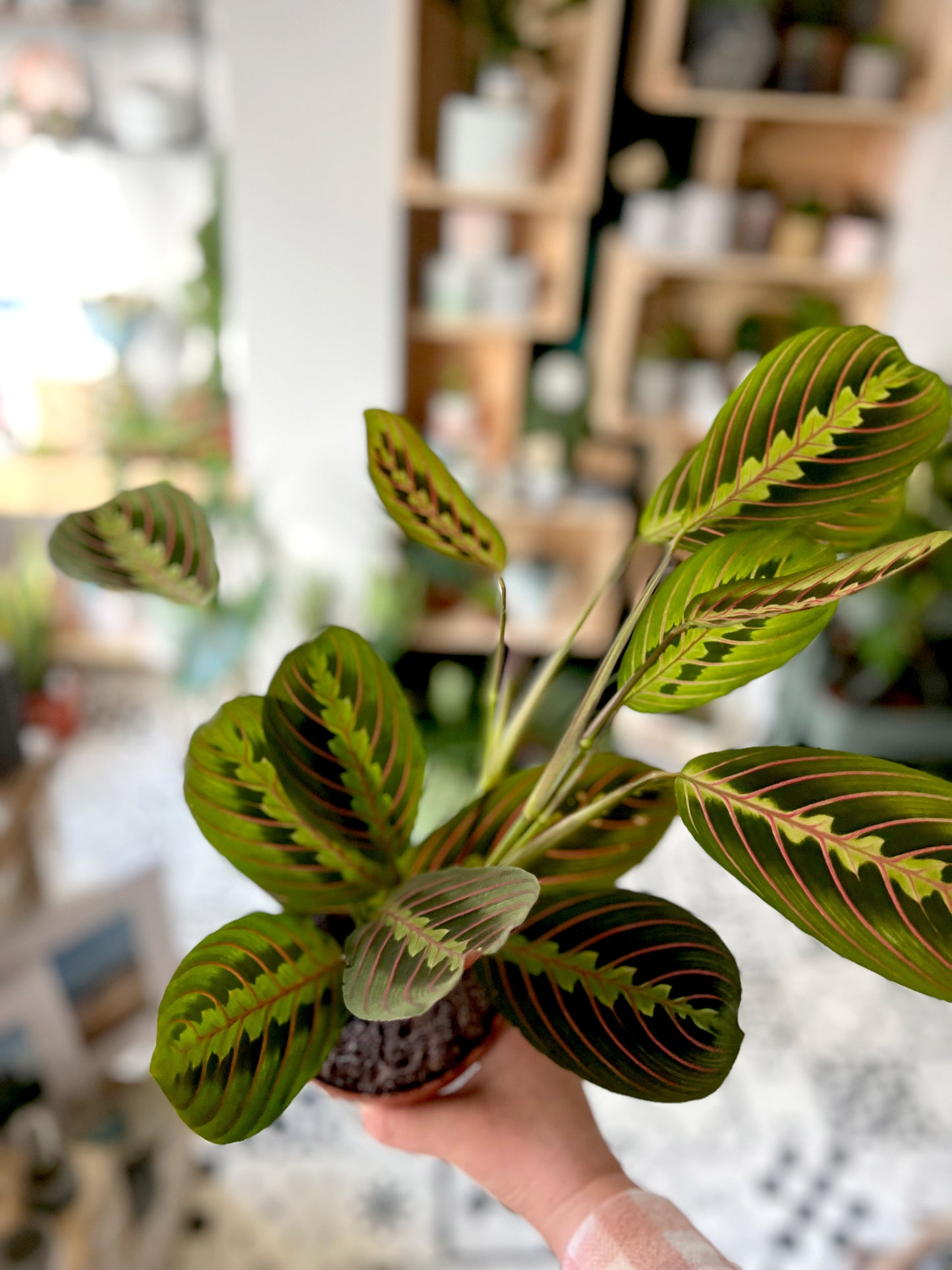Maranta 'Fascinator' - Prayer Plant