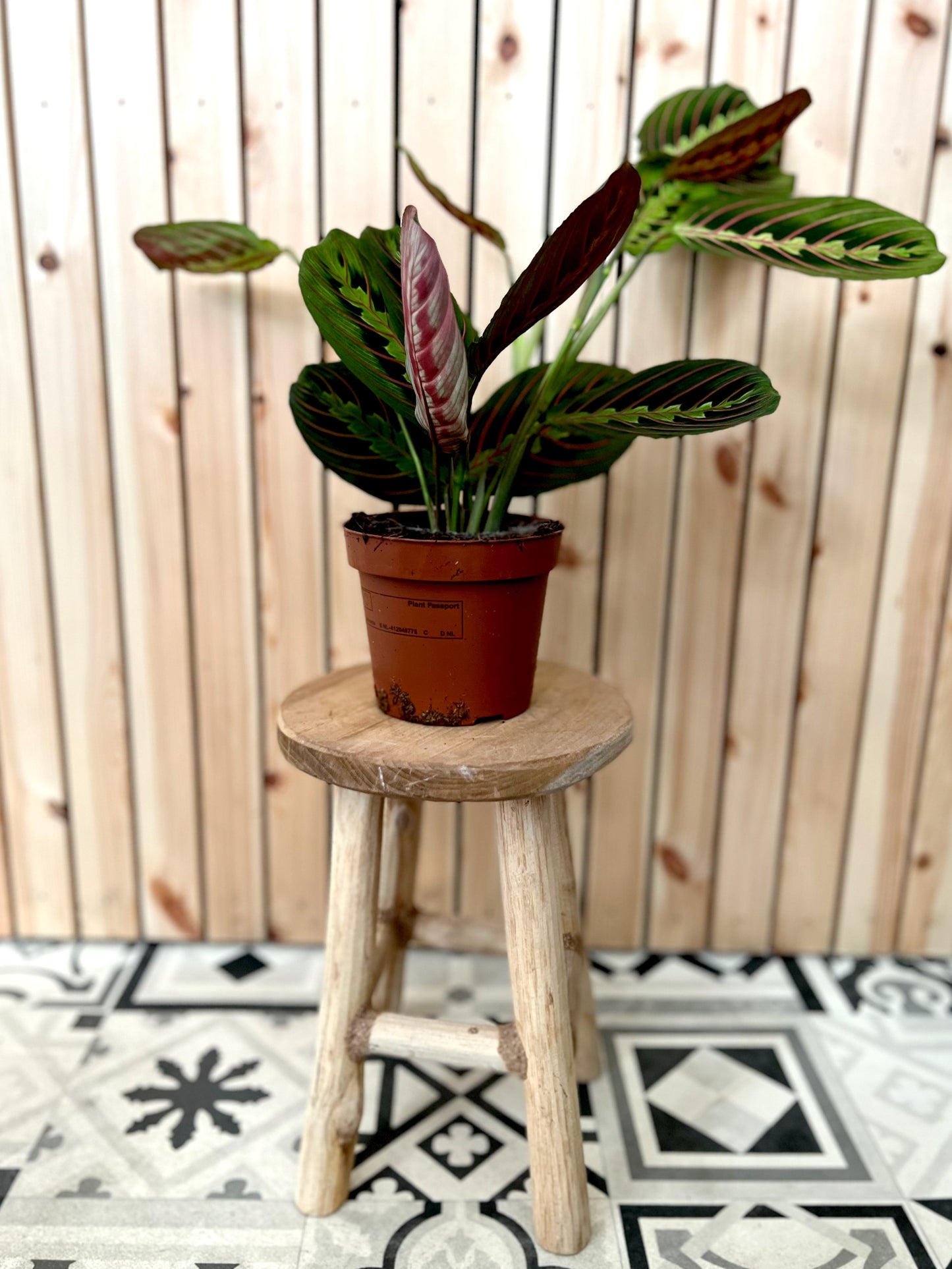 Maranta 'Fascinator' - Prayer Plant