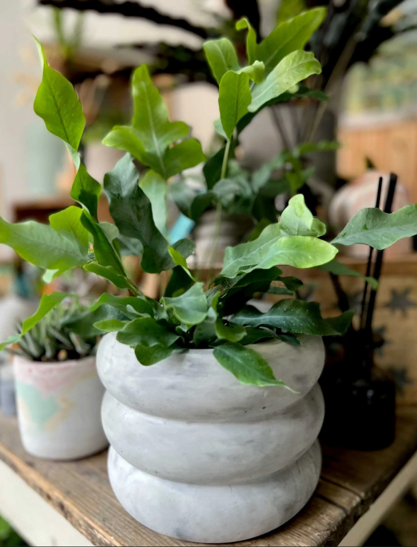 XL Wave Planter