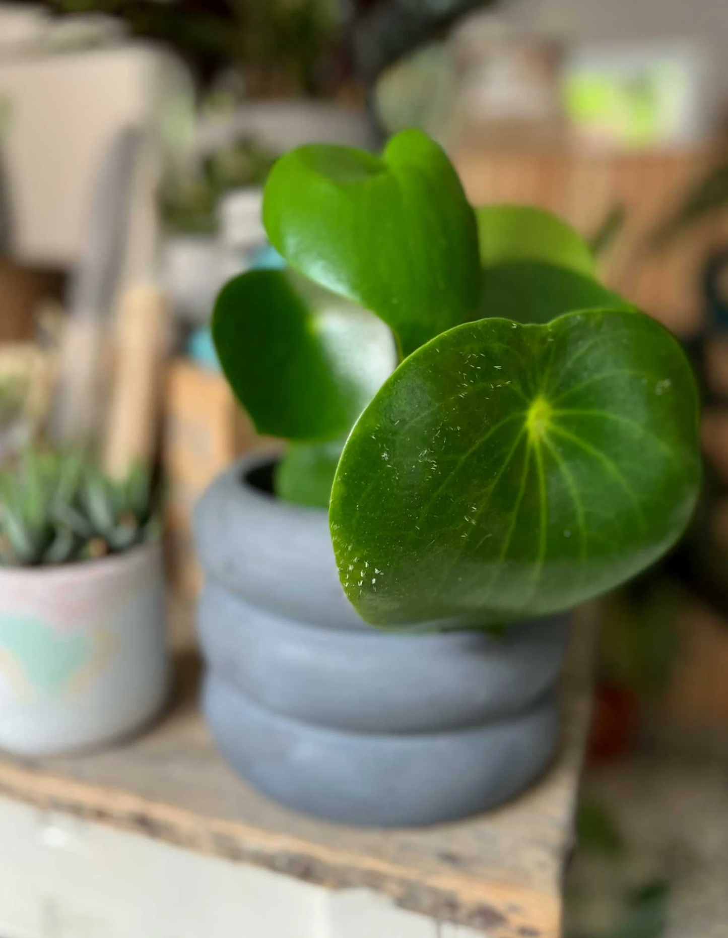 XL Wave Planter