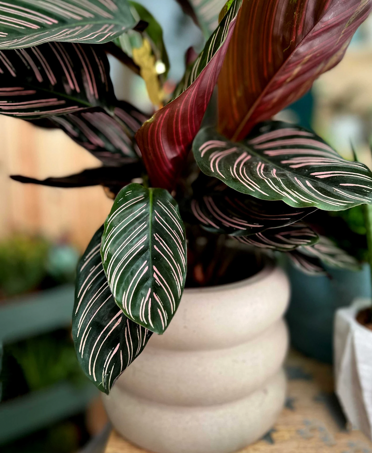 XL Wave Planter