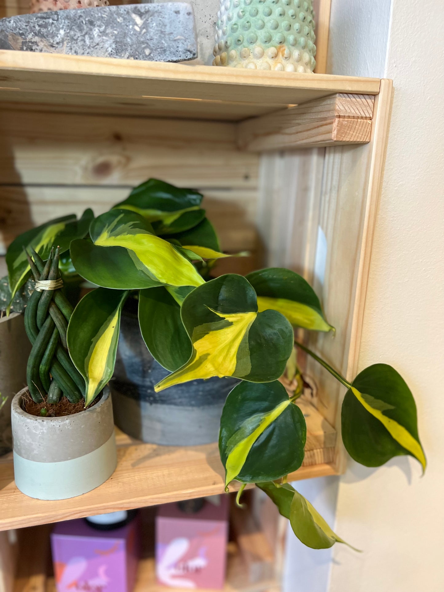 Philodendron Scandens