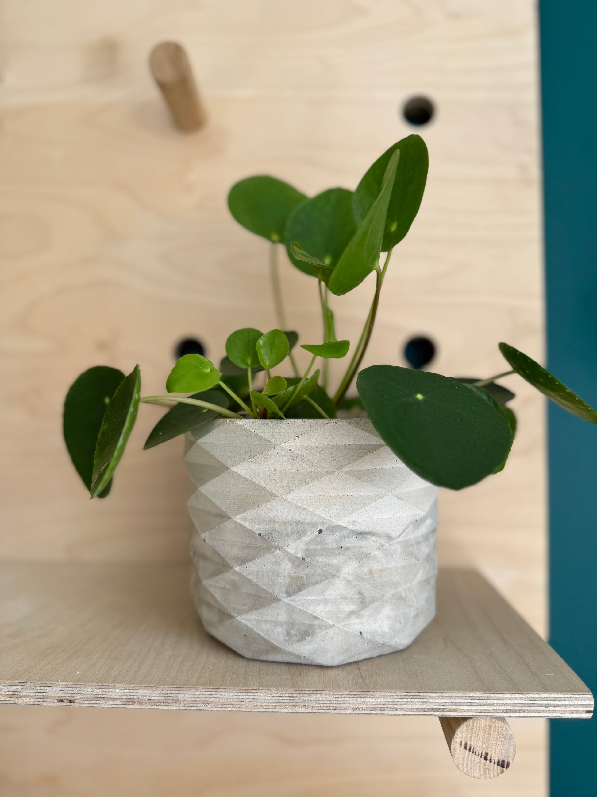 geometric pot plant The Geometric Pot – Concrete & Cacti