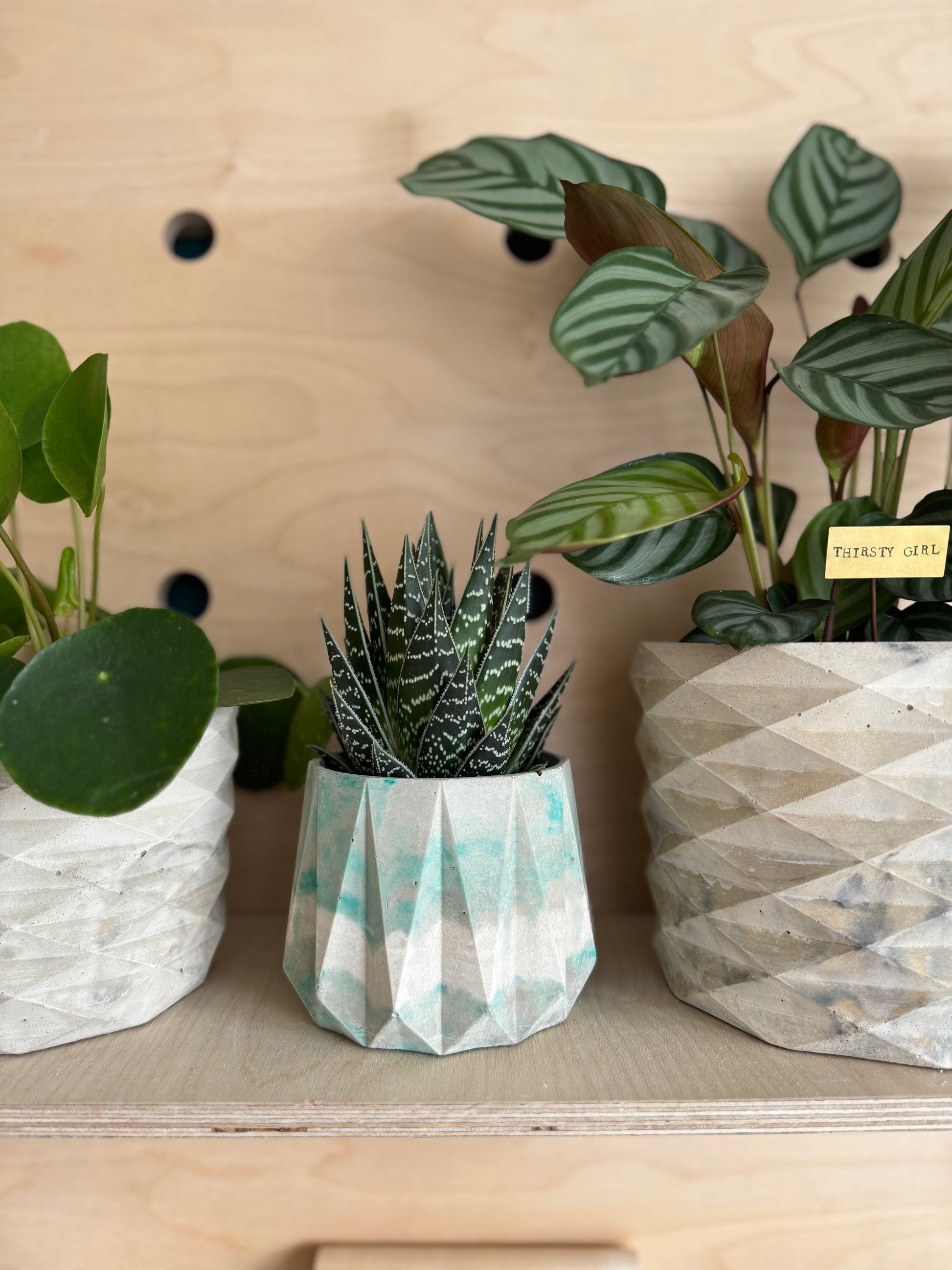 star plant pot The Star Pot – Concrete & Cacti