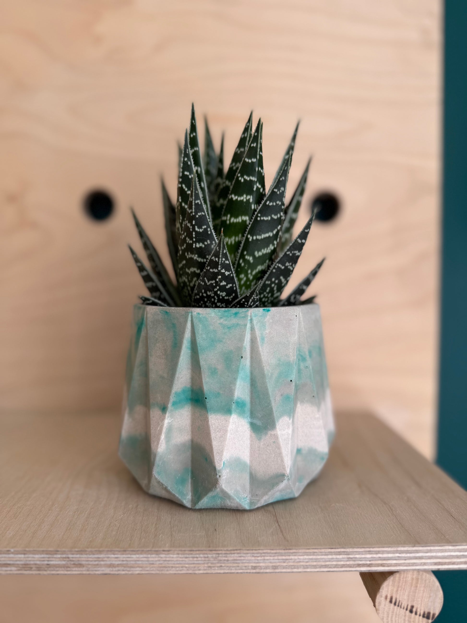 star plant pot The Star Pot – Concrete & Cacti
