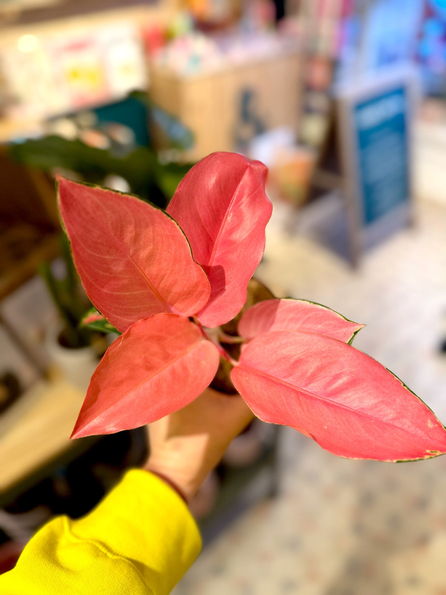 Aglaonema Cherry Baby