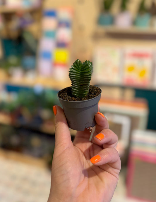 Crassula Buddha's Temple