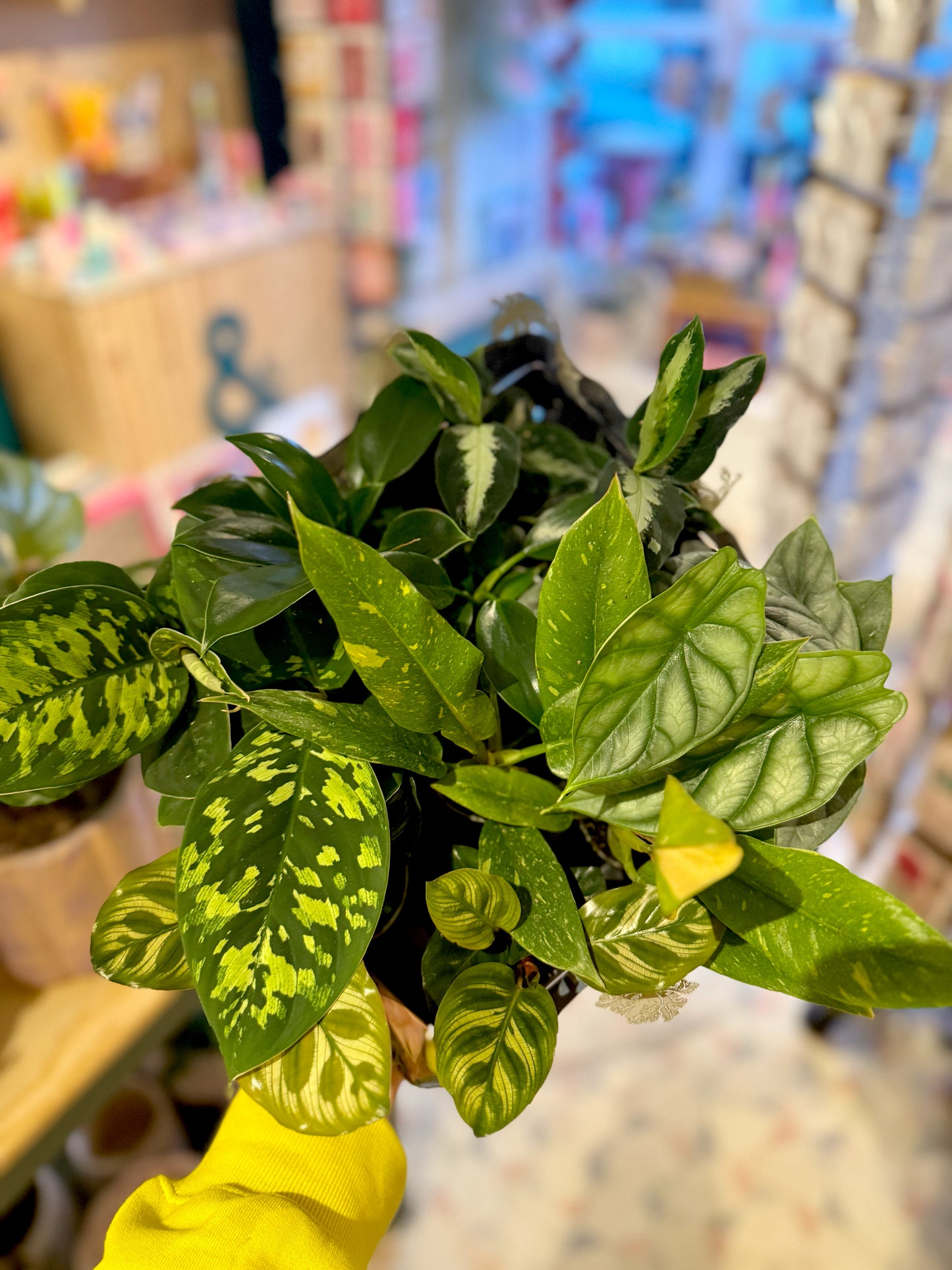 Mixed Luxury Mini Houseplants