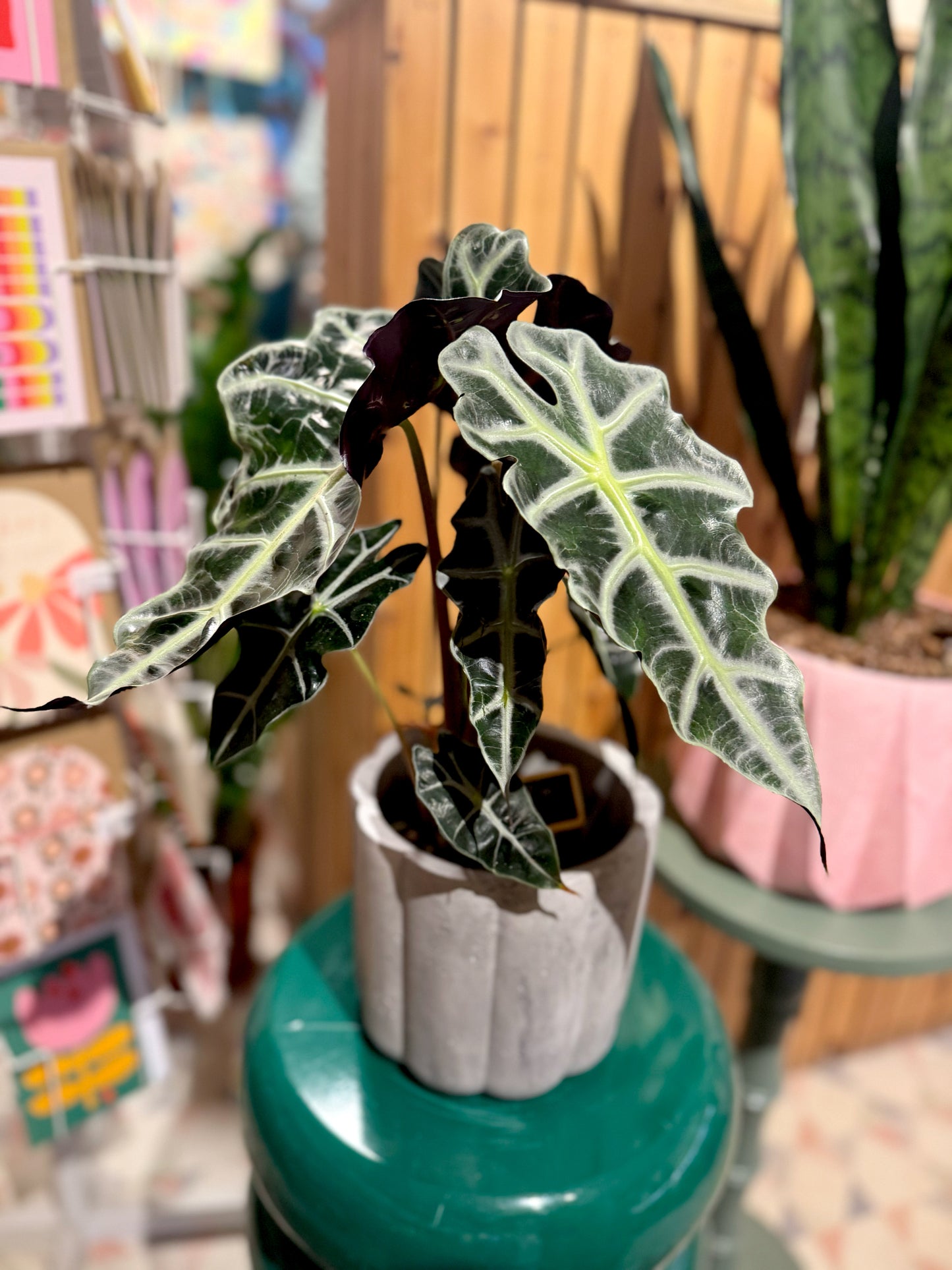 Alocasia Polly